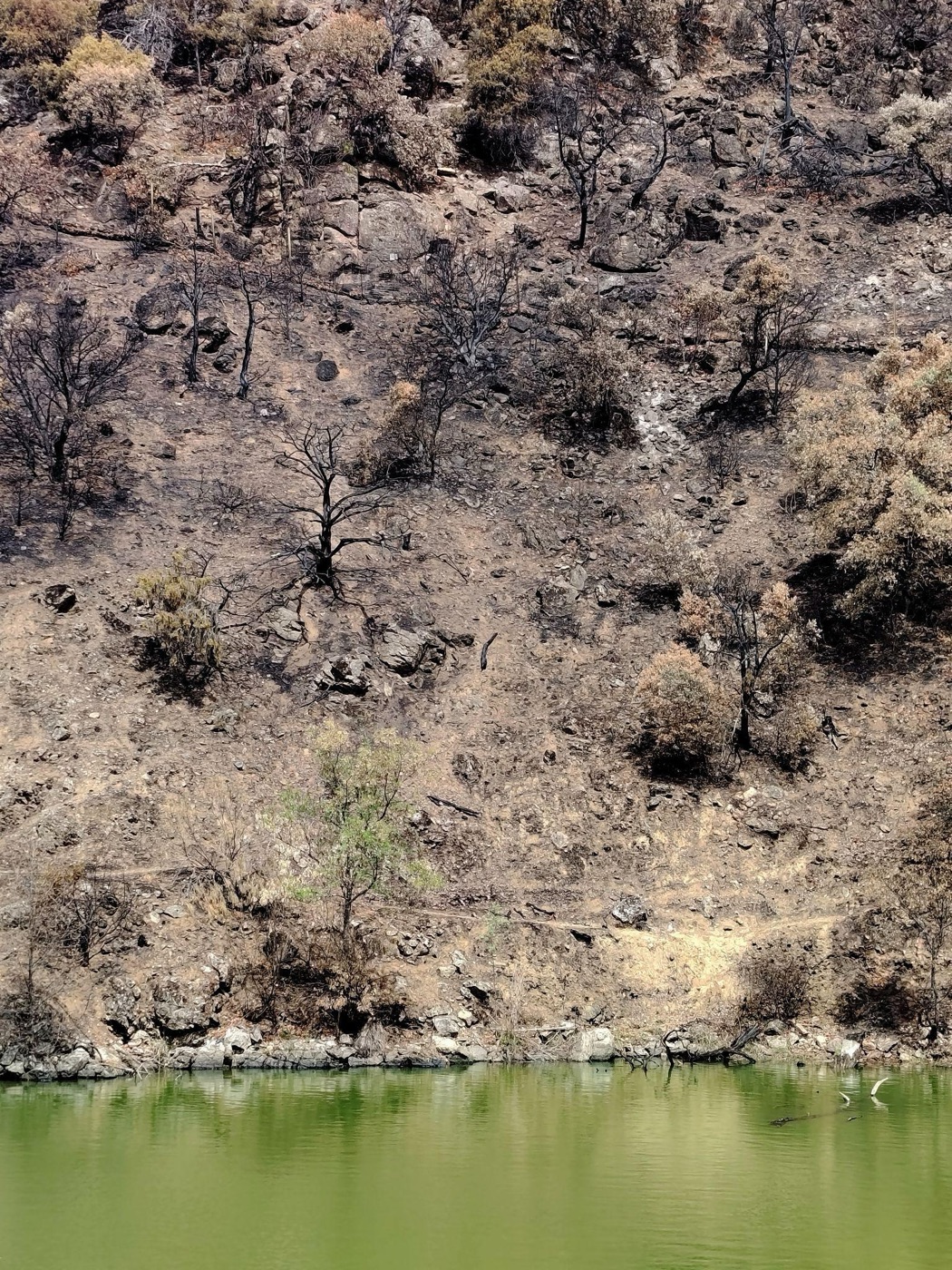 Ladera quemada sobre el agua verde del embalse de Picadas