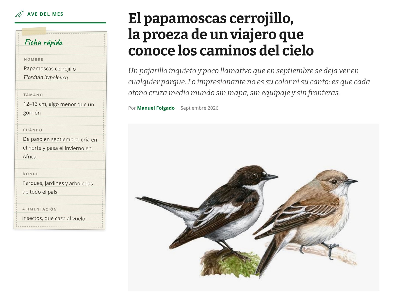 El ave del mes: el papamoscas cerrojillo, con su ficha de cuaderno de campo