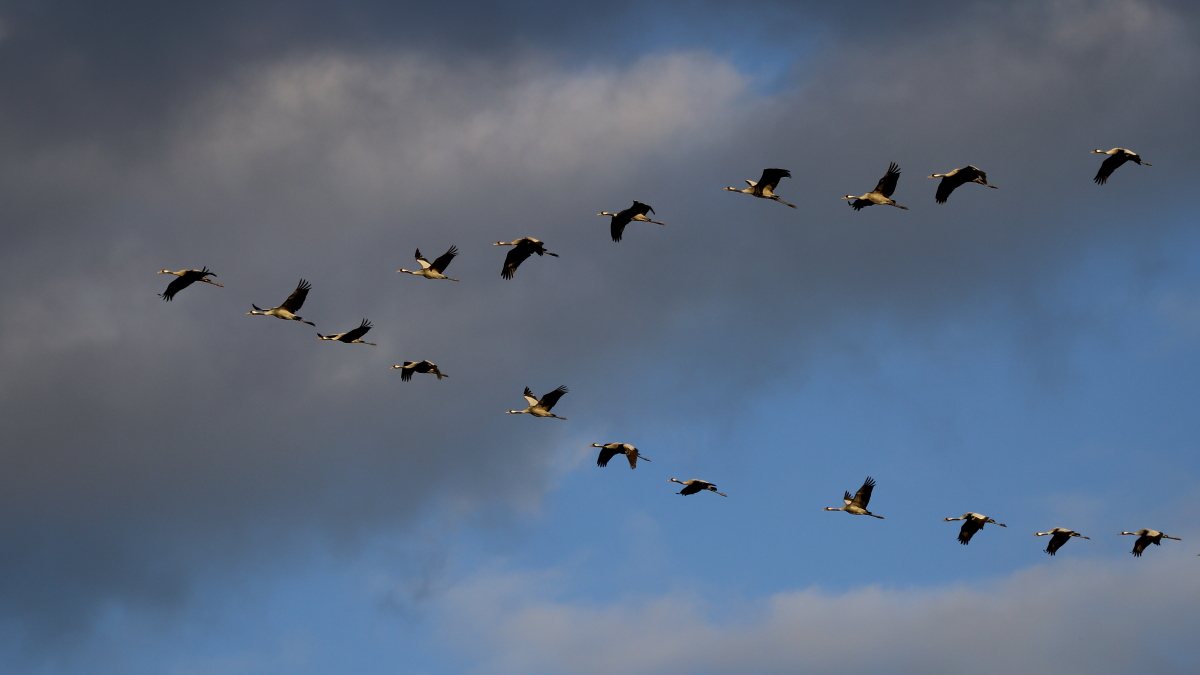 Bando de grullas volando en formación de V contra un cielo de nubes