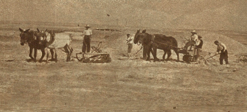 Fotografía antigua: labradores trabajando el campo con mulas y aperos